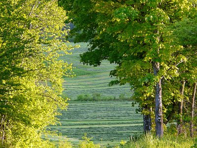 Make Hay ~ May 24th