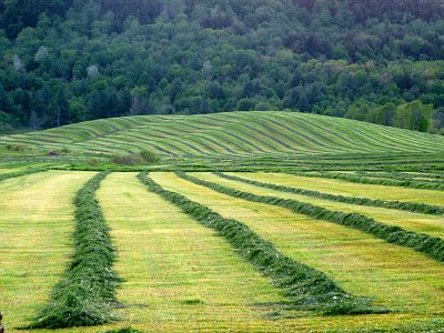 Vermont Farm ~ June 5th