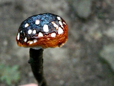 Campfire Mushroom ~ August 8th