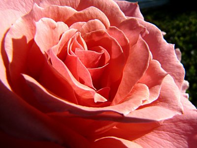Summer Rose ~ August 15th