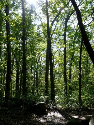 In The Woods ~ September 21st