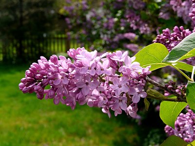Lilac Season ~ May 15th