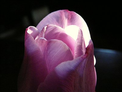 The Tulip ~ May 19th