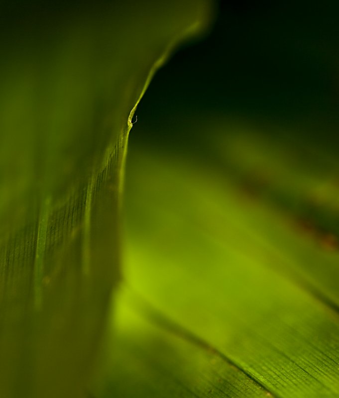 Green+leaf