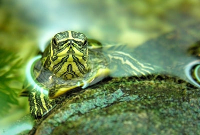 Mini turtle