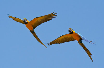 Macaw