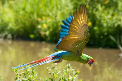 Macaw