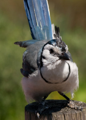 Blue jay