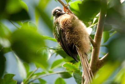 Hanging bird