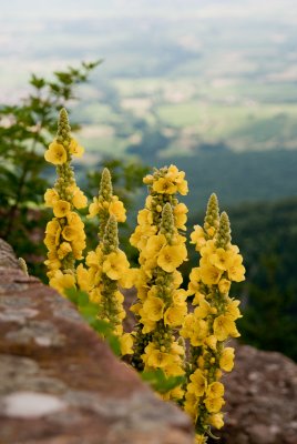 Mont St. Odile-5.jpg