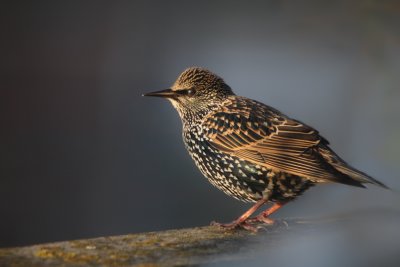 Starling
