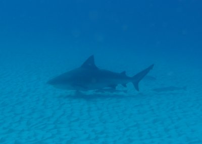 P1020190.JPG