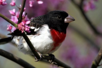 Rose-breasted Grosbeak