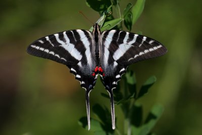 Zebra Swallowtail