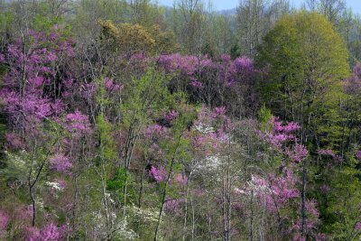 Spring Redbuds