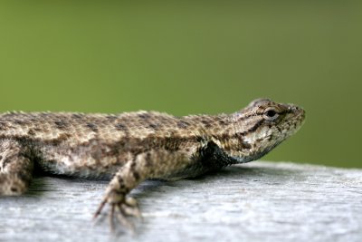 Eastern Fence Lizard