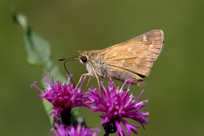 Skipper on Ironweed