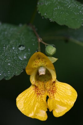 Jewelweed