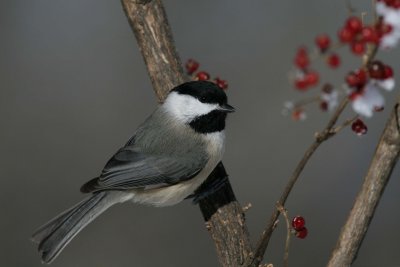 Carolina Chickadee