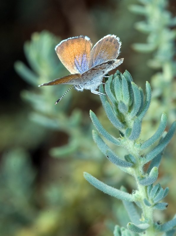 Pigmy Blue-1.tif