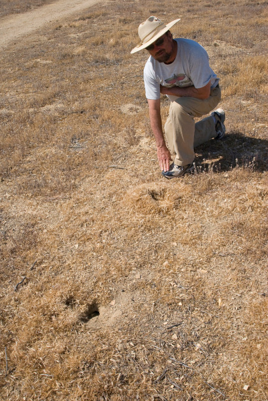 Kangaroo Rat granary