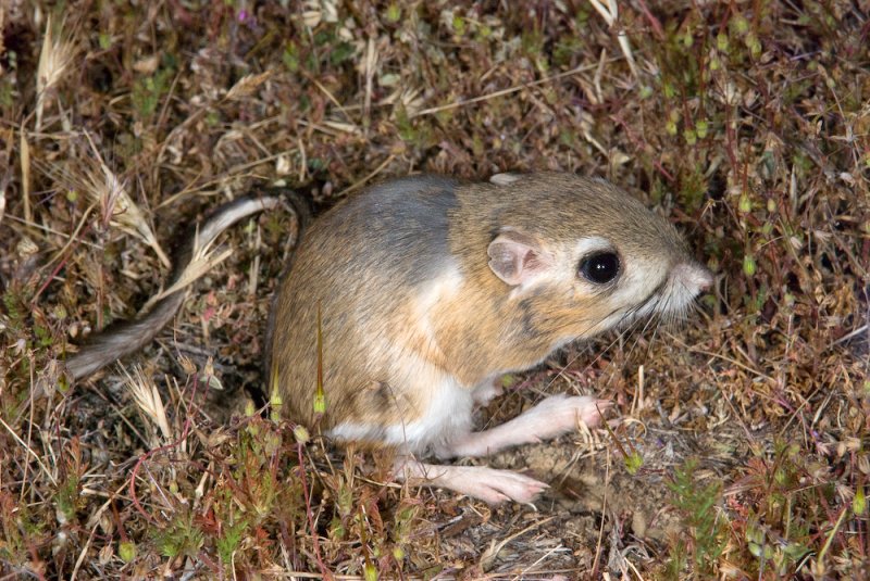 Chap. 7-49, Dipodomys ingens, Giant kangaroo Rat