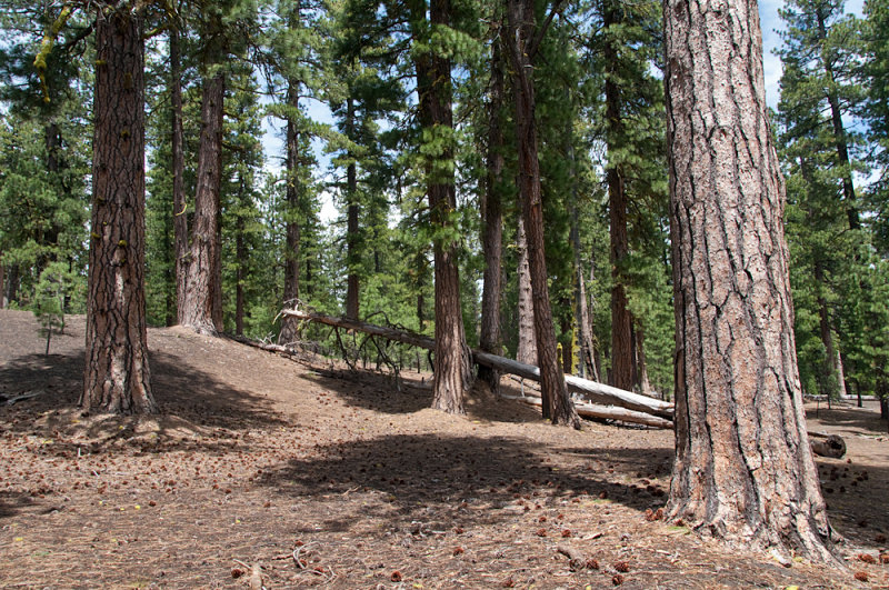 Jeffrey-Pine-2.jpg