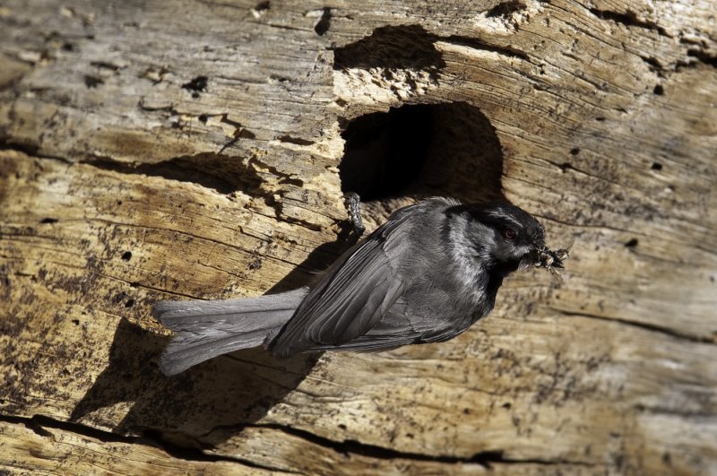 Western Mountain Chickadee