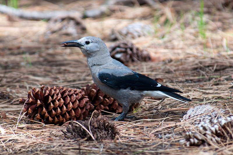 Chap. 8-21, Clarks nutcracker-2