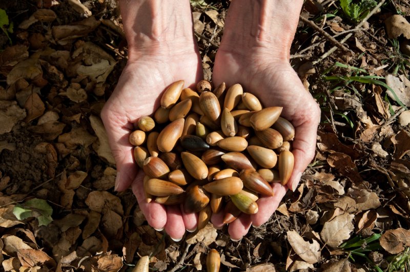Live Oak acorns-1.jpg