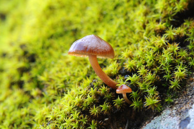 Mushroom-2.jpg