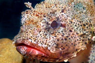 Calif.scorpionfish-2.jpg