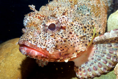 California-scorpionfish.jpg