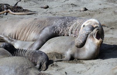 Mating Northern Elephant Seals