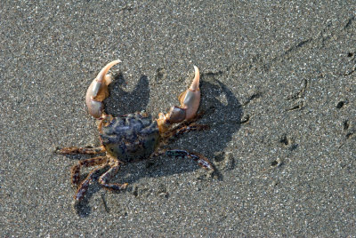 Green Shore Crab.jpg