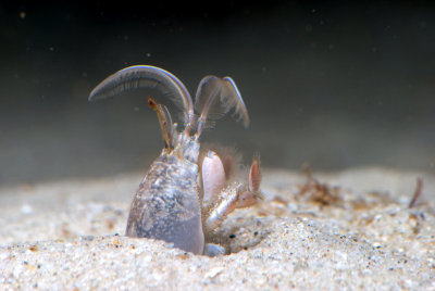 Chap. 4-30, Pacific Mole Crab