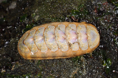 Stenoplax heathiana, Heaths Chiton