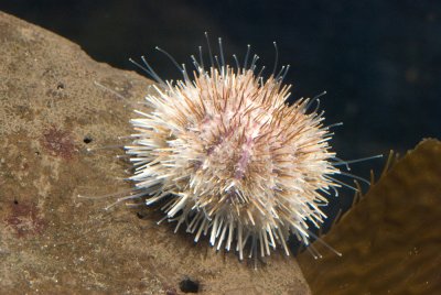 White Sea Urchin.jpg