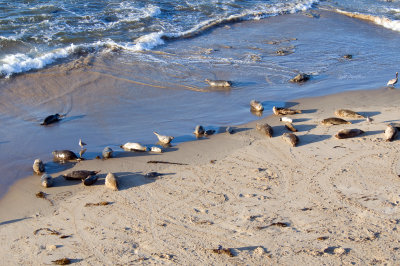 harbor-seals-1.jpg