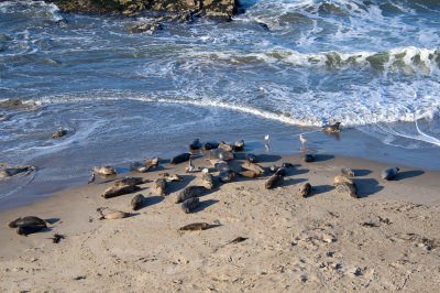 harbor-seals-7.jpg