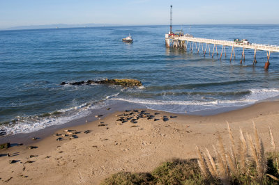 Chap. 3-15, Harbor Seal colony in Carpinteria 8