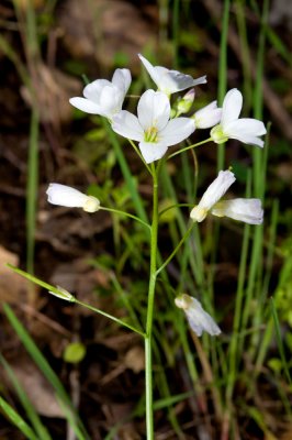 Milkmaids