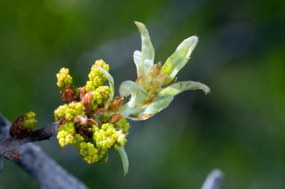Valley Oak buds
