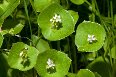 Chap. 7-06, Miner's Lettuce