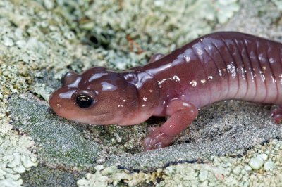 Chap. 7-13, (Valley Oak) Arboreal Salamander-2