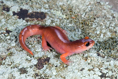 Monterey Salamander-2