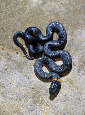 Ring-necked Snake