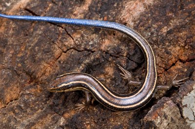 Juvenile Western Skink-1