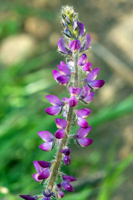 Lupinus hirsutissimus