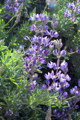 Lupinus albifrons